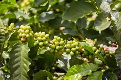 盘点现代世界农业的6大模式，告诉农民 棉花种植这么做才赚钱