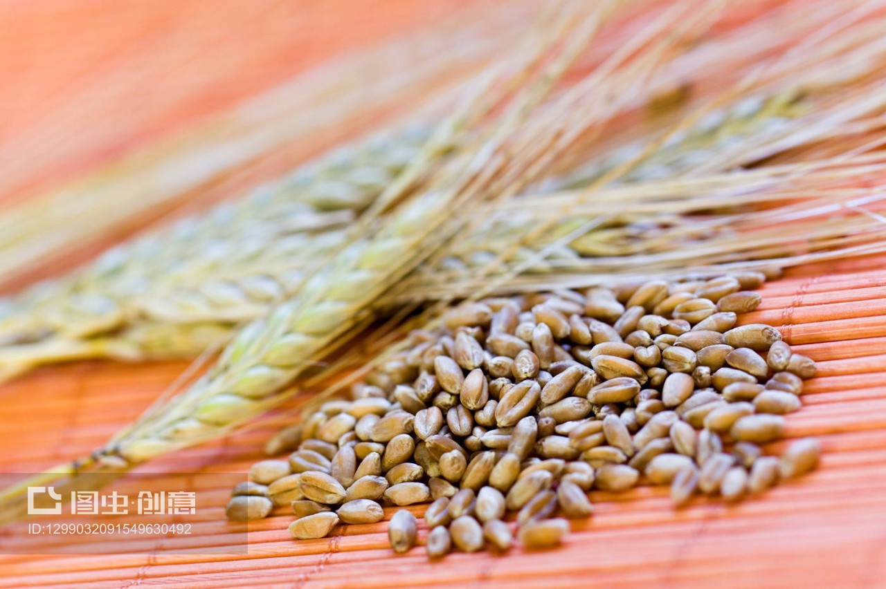 谷穗与棉铃 农耕文明的瑰丽交响