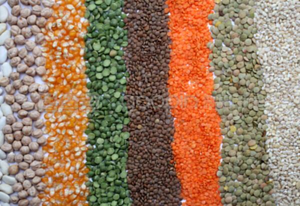 种子的奇迹 谷物与棉花的种植指南