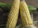 徐闻迈陈新鲜超甜玉米 绿色食品的产地直销新选择